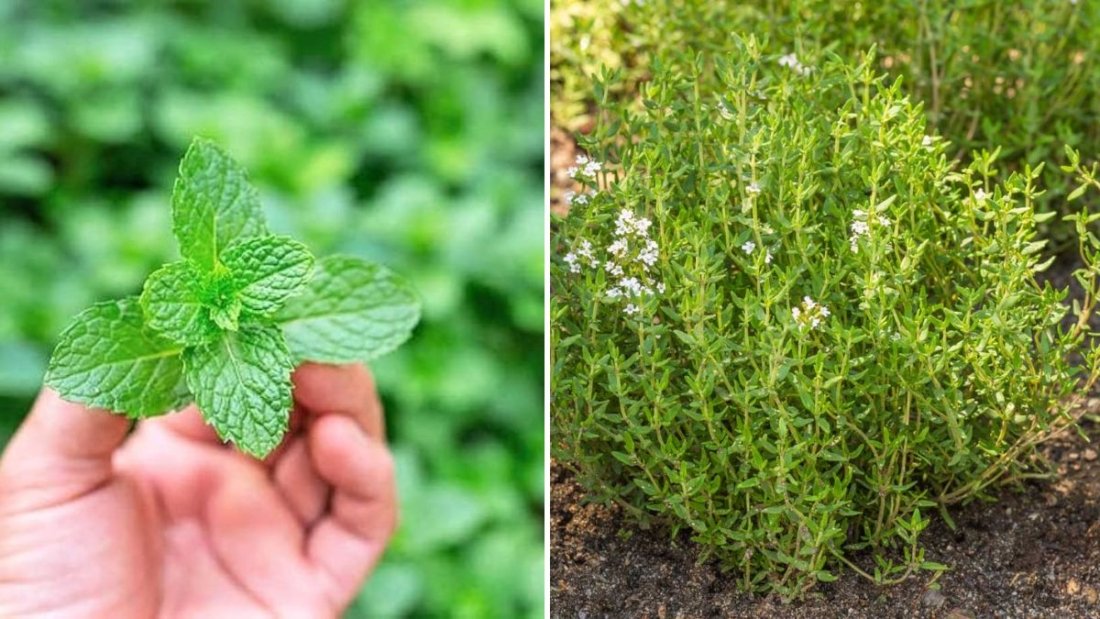6 Herbs That Purify Air While You Cook