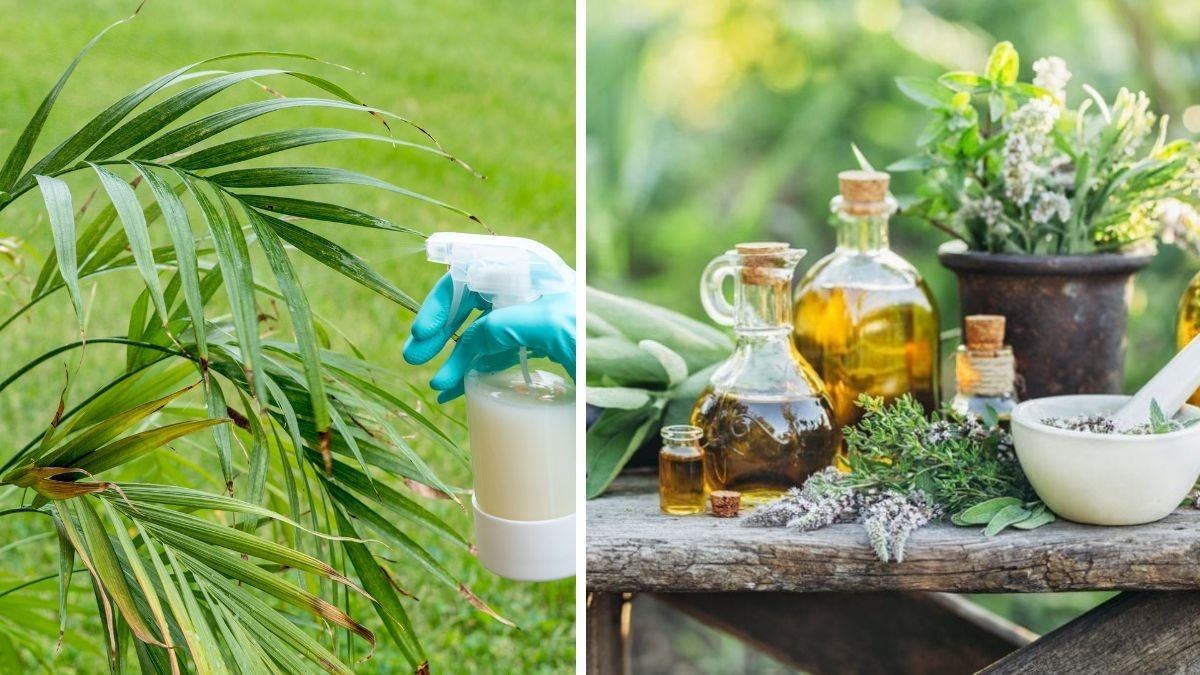 6 Homemade Sprays to Keep Aphids and Bugs Away from Your Plants