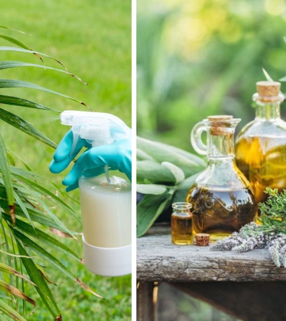 6 Homemade Sprays to Keep Aphids and Bugs Away from Your Plants
