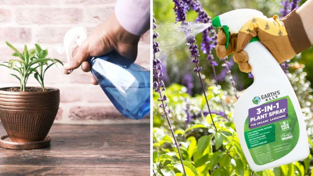 How to Make Neem Oil Spray to Protect Plants Naturally