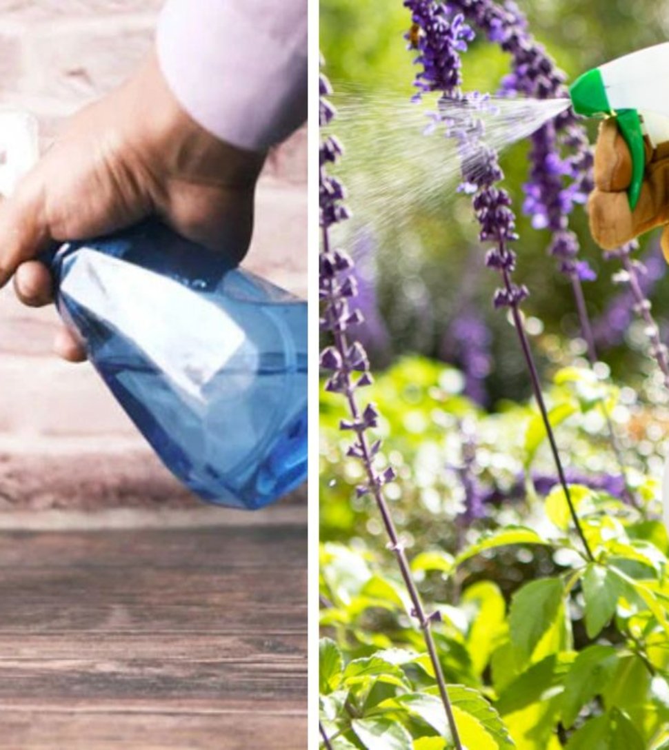 How to Make Neem Oil Spray to Protect Plants Naturally