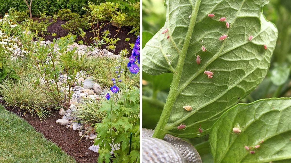 5 Eco-Friendly Ways to Keep Slugs Out of Your Garden Beds