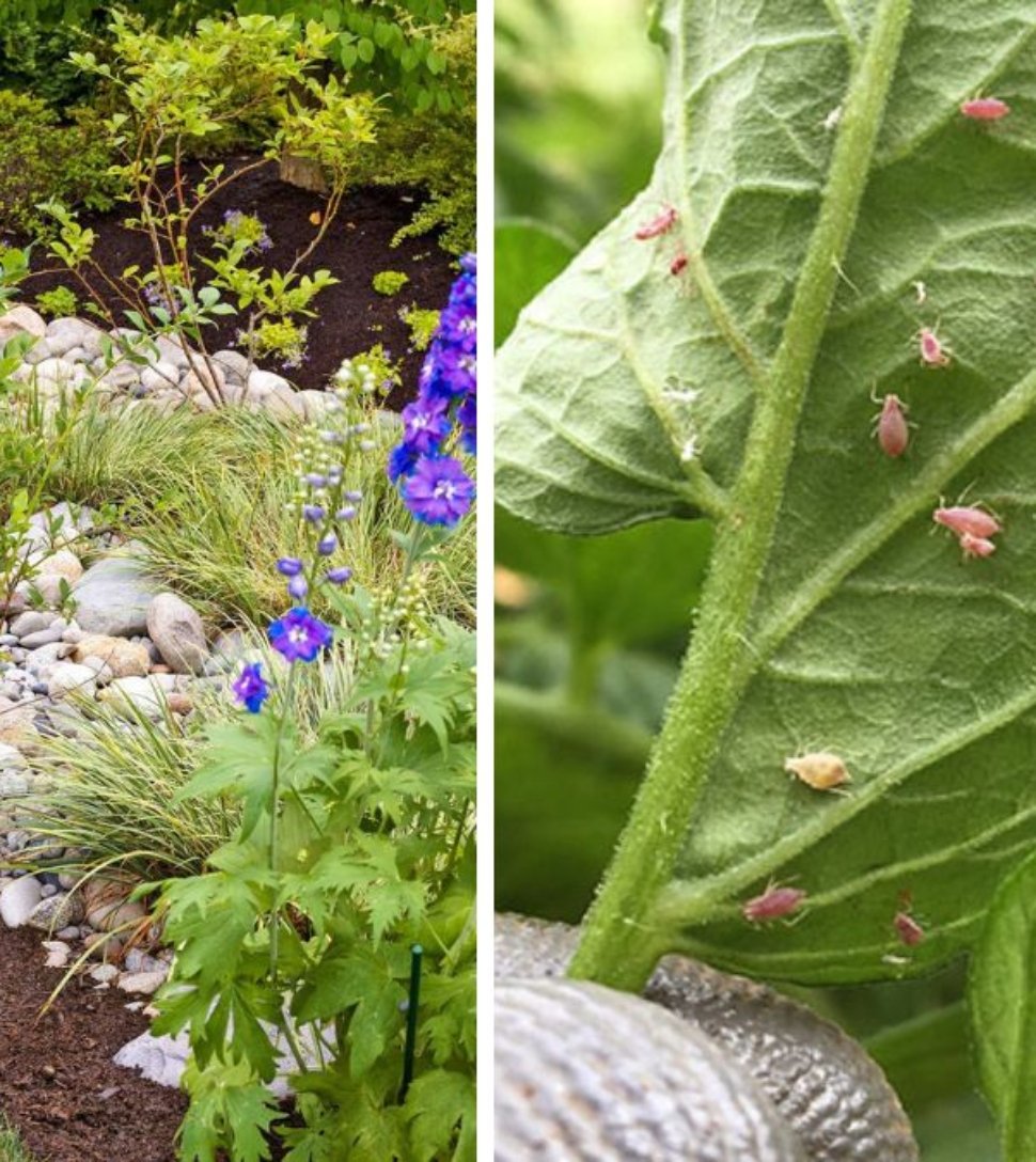 5 Eco-Friendly Ways to Keep Slugs Out of Your Garden Beds