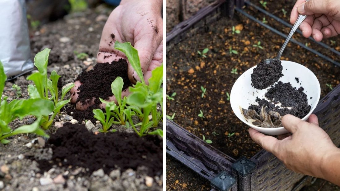 How to Use Coffee Grounds to Deter Garden Pests Naturally: A Complete 1200-Word Guide