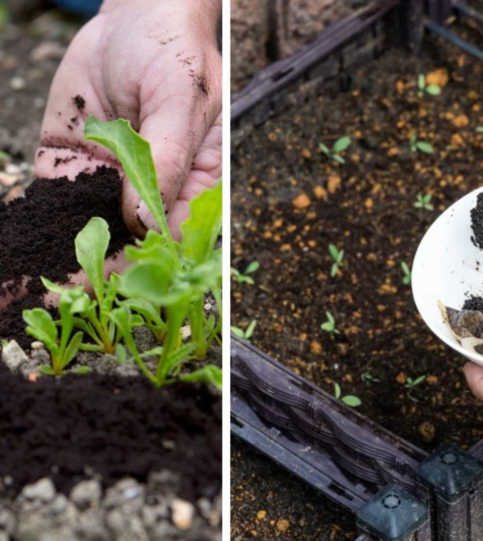 How to Use Coffee Grounds to Deter Garden Pests Naturally: A Complete 1200-Word Guide