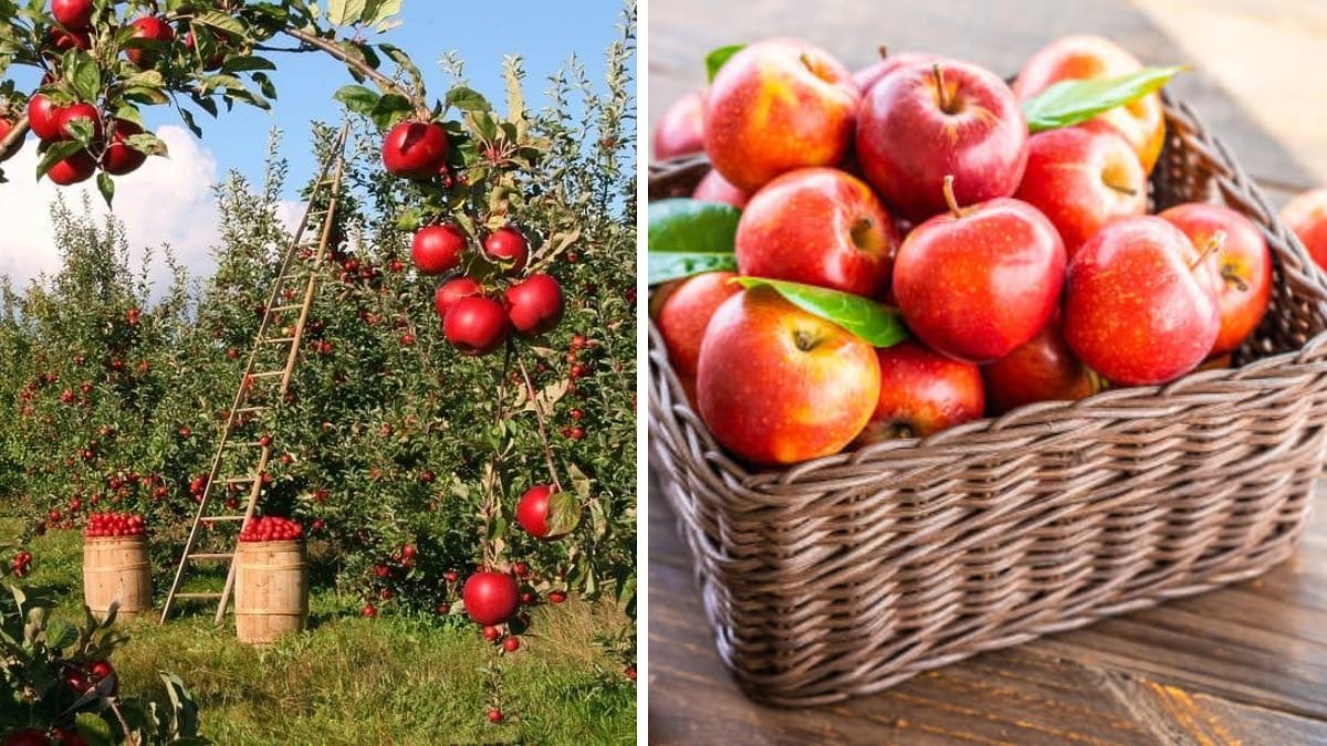 Which Country Is the Largest Apple Producer Globally?