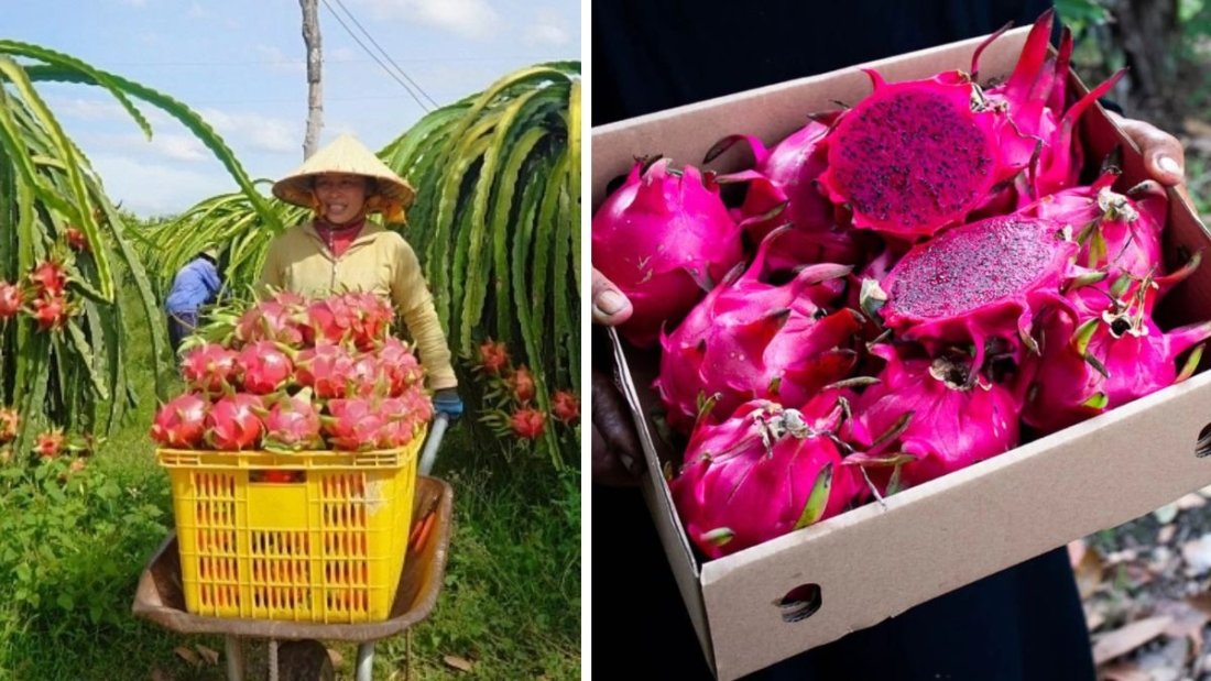 Which Country Is the Largest Dragon Fruit Importer in the World?