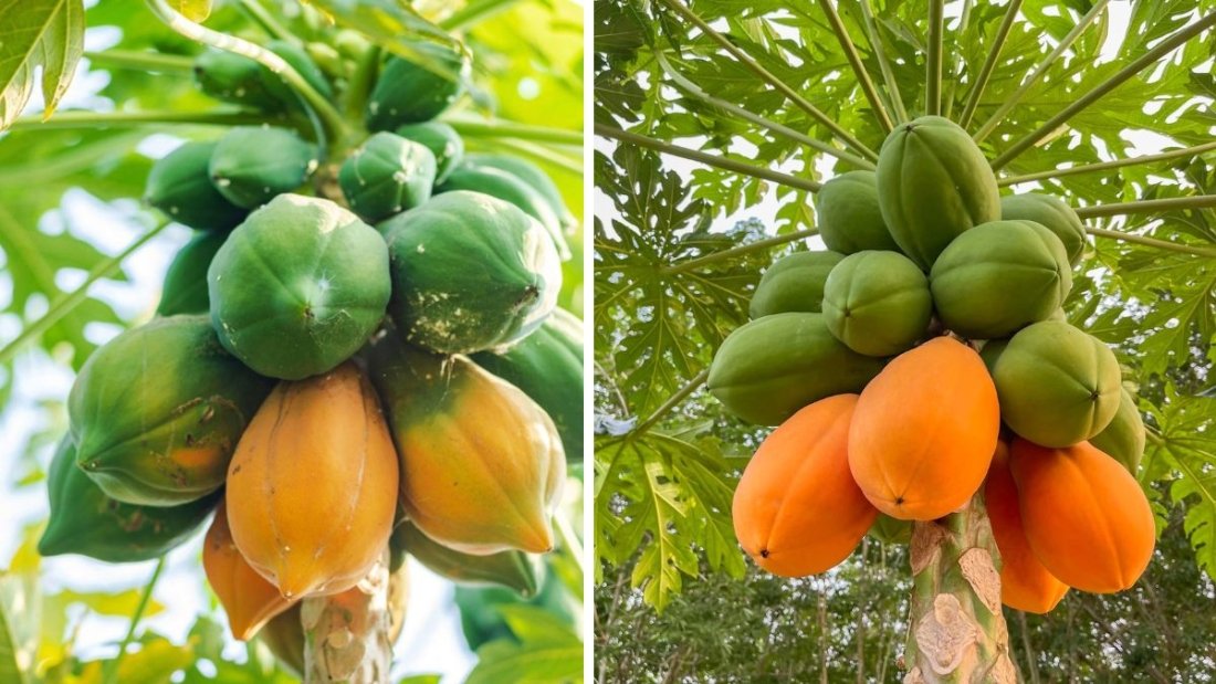 Which Country Is the Largest Papaya Producer in the World?