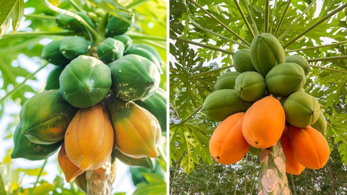 Which Country Is the Largest Papaya Producer in the World?