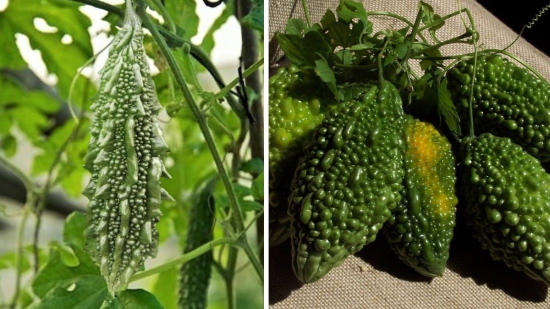 Which Country Is the Largest Bitter Melon Producer in the World?