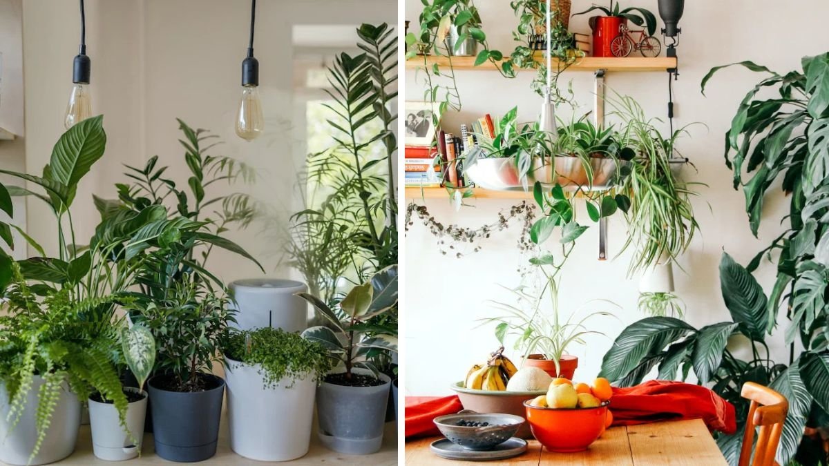 10 Fast Growing Indoor Plants for Instant Greenery