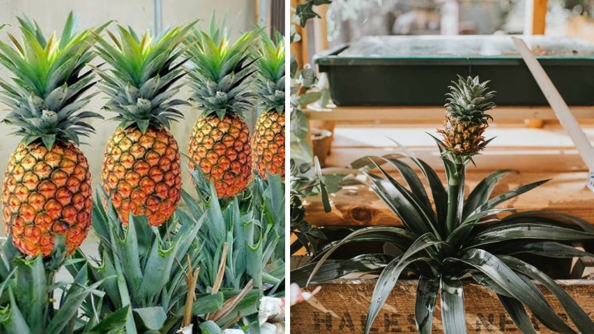 How to Plant a Pineapple Top: A Fun Way to Grow Tropical Fruits