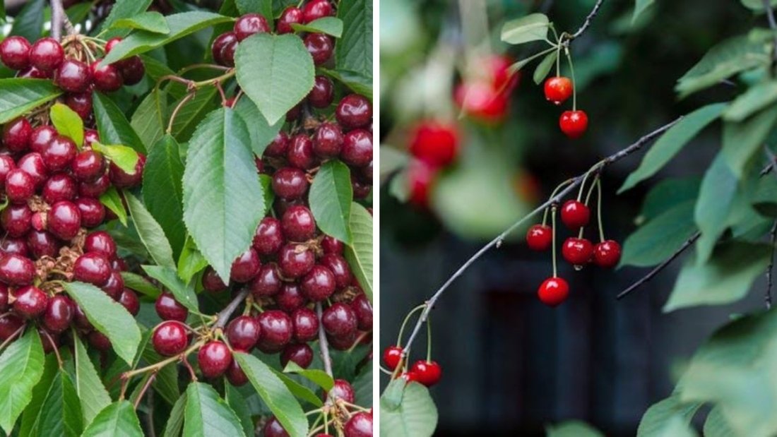 How to Grow a Cherry Tree from a Pit: A Complete Step-by-Step Guide