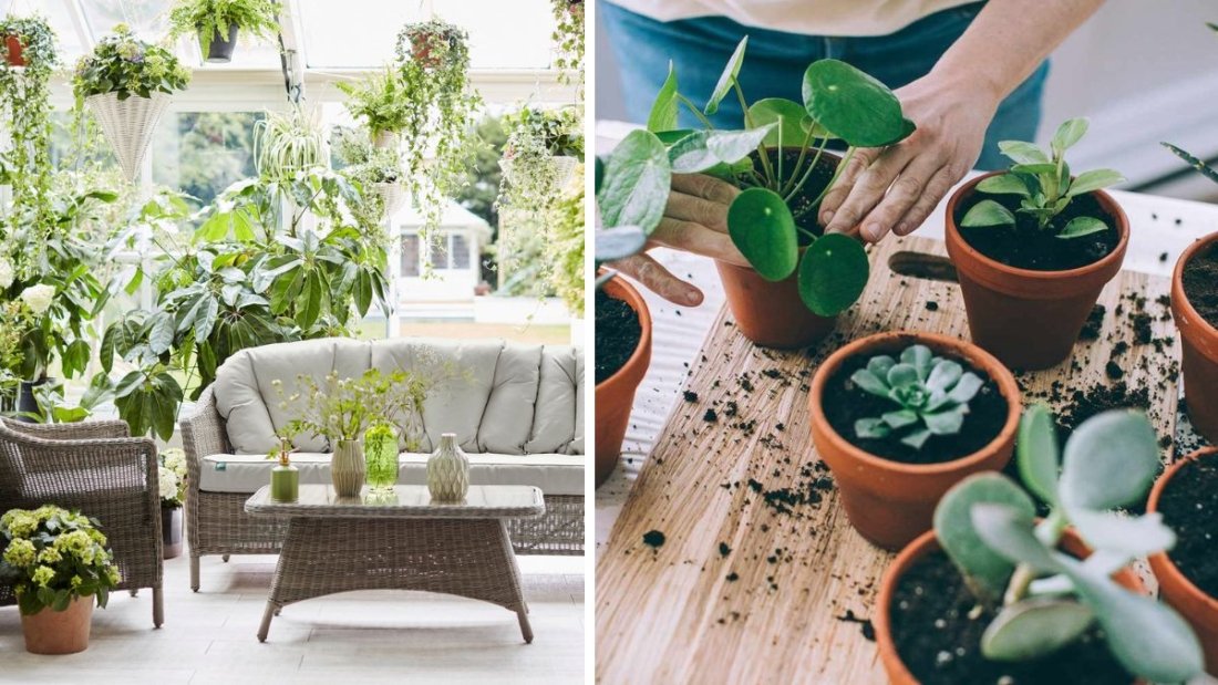 7 Indoor Plant Ideas for a Fresh and Natural Look