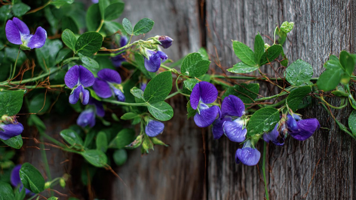 Discover the Simple Way to Cultivate Blue Pea Vines on Your Garden Fence