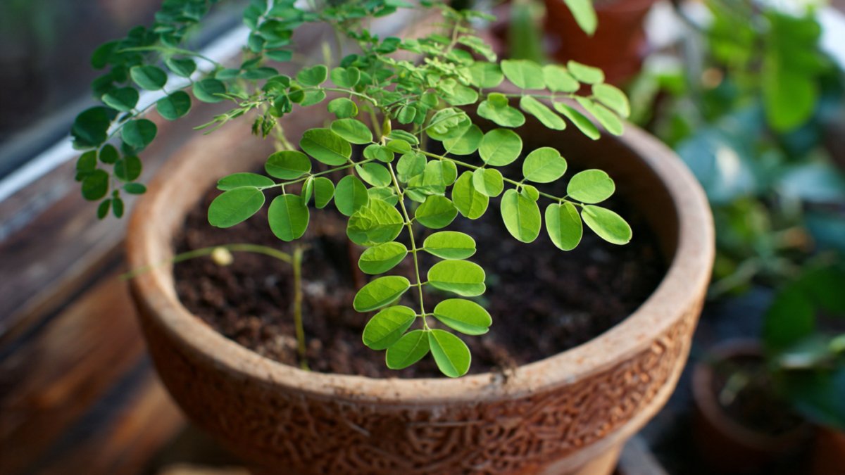 Easy Trick to Grow Moringa Leaves in a Pot with Minimal Effort