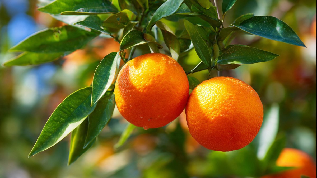 From Fruit to Tree: The Complete Guide to Growing an Orange Tree from a Fresh Orange