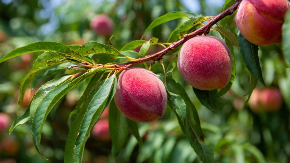 From Sapling to Sweet Harvest: The Complete Guide to Growing a Backyard Peach Tree