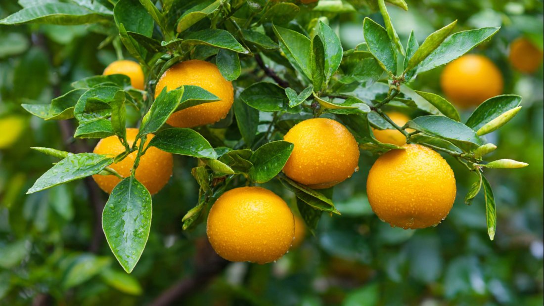 From Snack to Citrus Tree: A Complete Guide to Growing an Orange Tree From a Fresh Orange