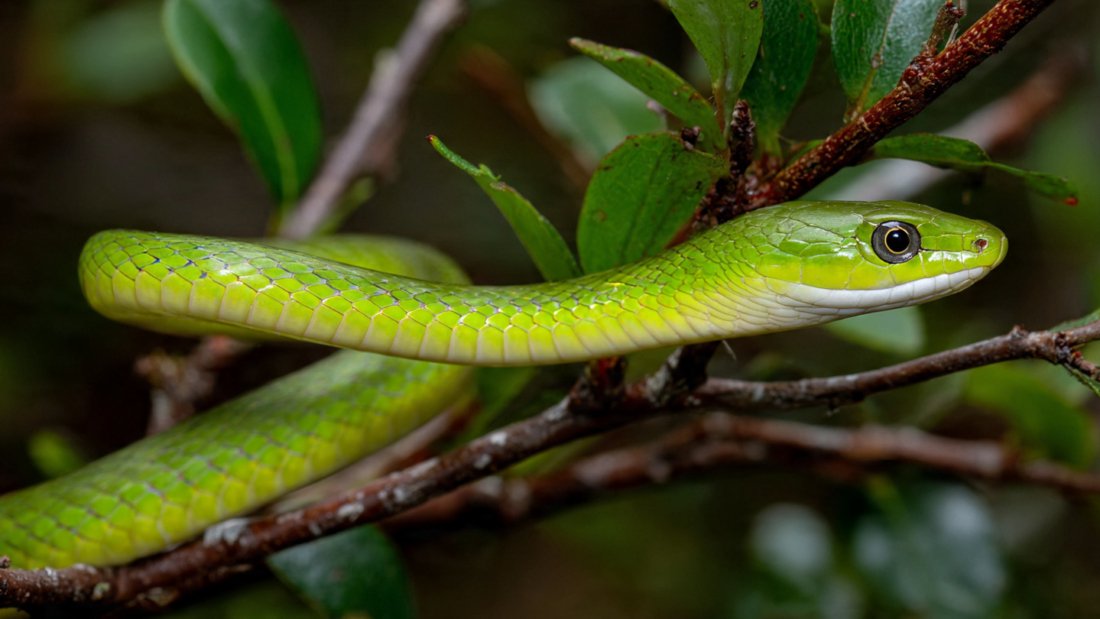 Gardeners warn that this seemingly harmless plant attracts snakes far more than people imagine and explain why it should never be planted anywhere near home yards
