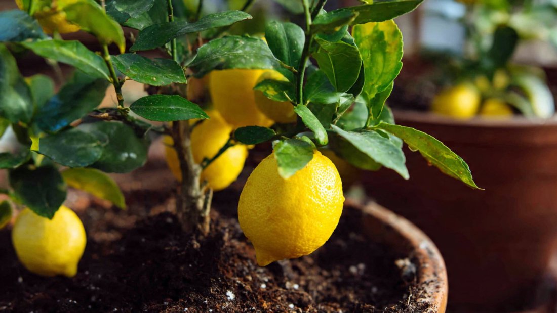 Grow a Lemon Tree from Seeds: The Complete Beginner-Friendly Guide to a Fresh, Fruity Harvest