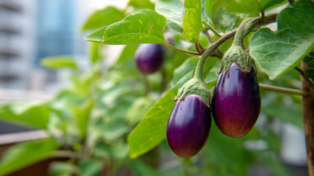 Grow Eggplants at Home: A Complete Guide for Beginners and Urban Gardeners
