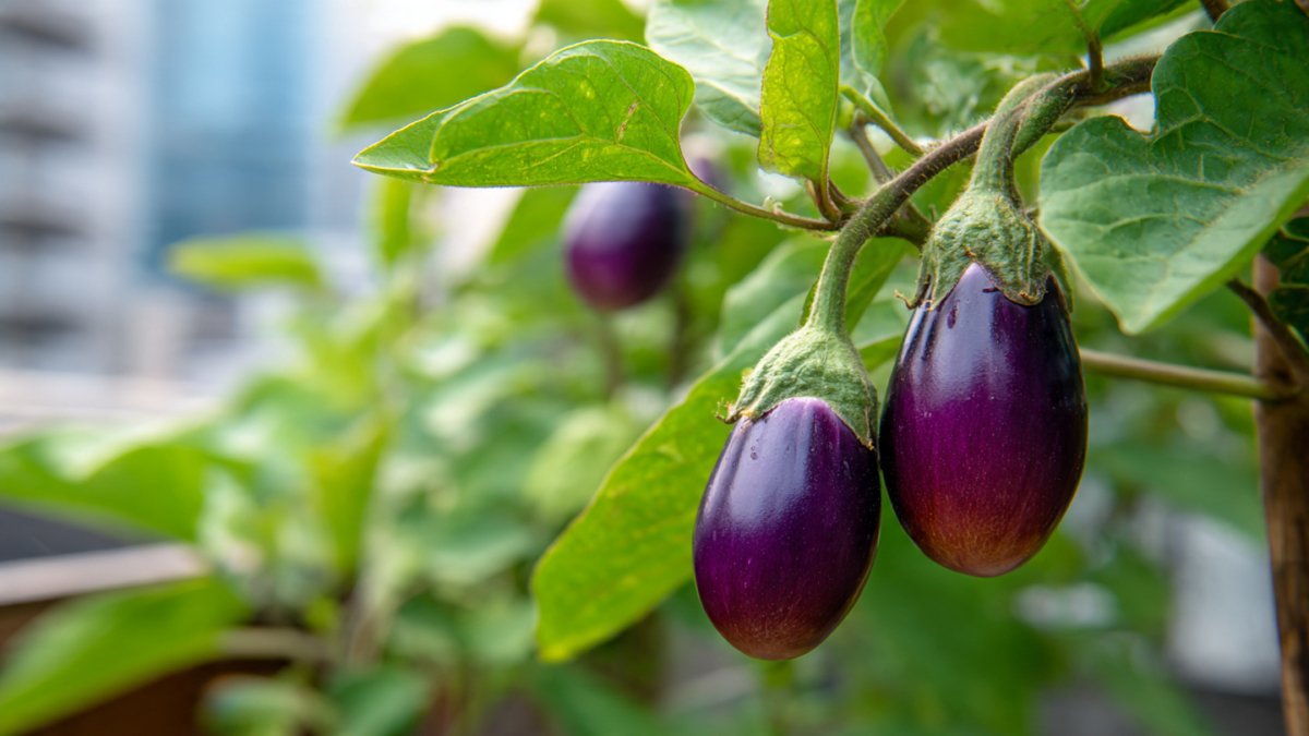 Grow Eggplants at Home: A Complete Guide for Beginners and Urban Gardeners