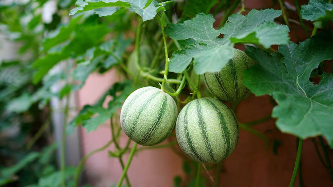 Grow Melons Beside Your House | Easy Method for Home Gardeners