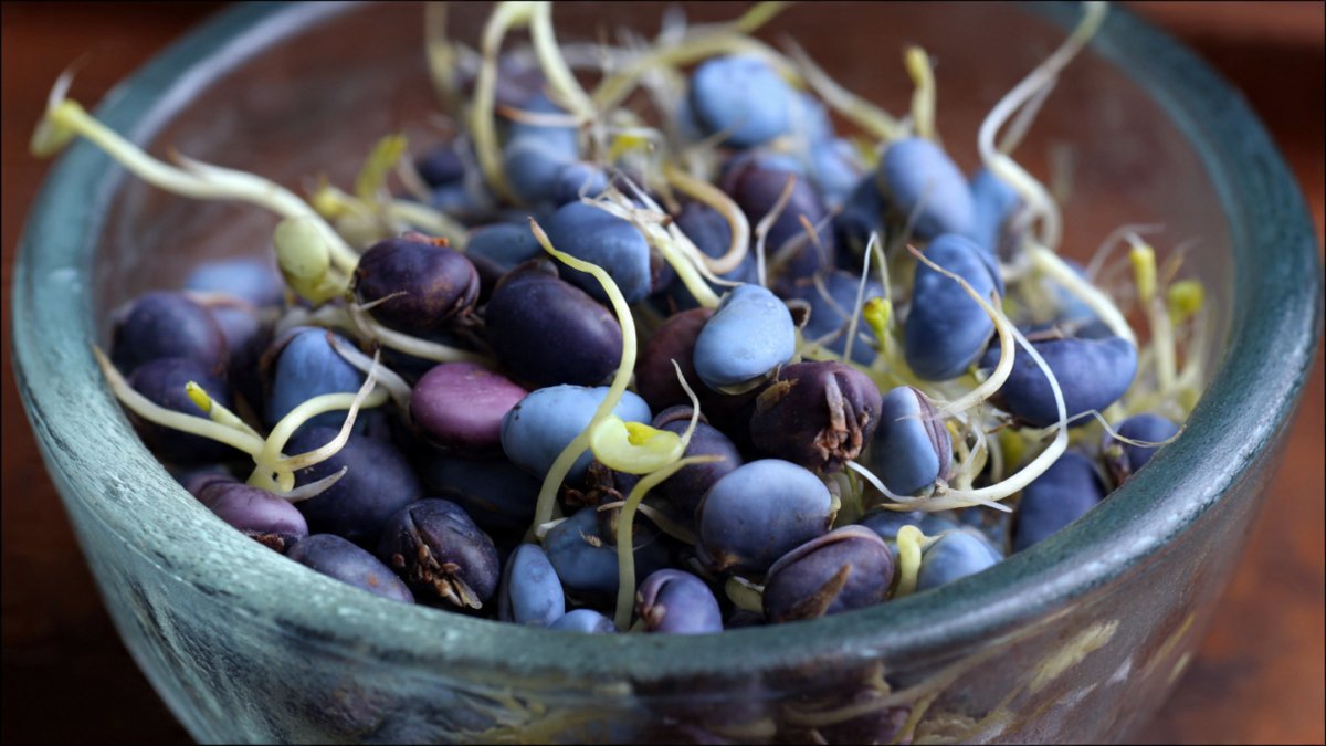 How to Achieve Fast Blue Pea Seed Germination at Home Successfully