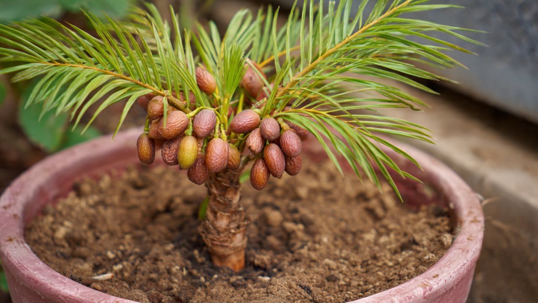 How to Grow a Date Palm from Seed at Home | Complete Tree Plant Guide