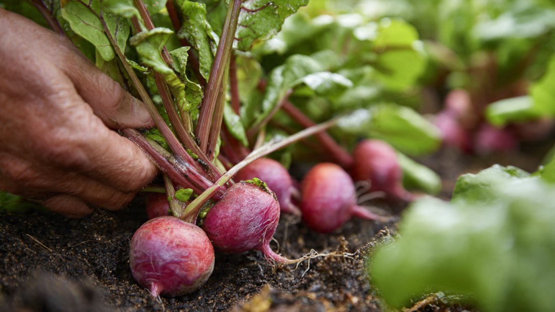 How to Grow and Harvest Vegetables at Home Without a Garden