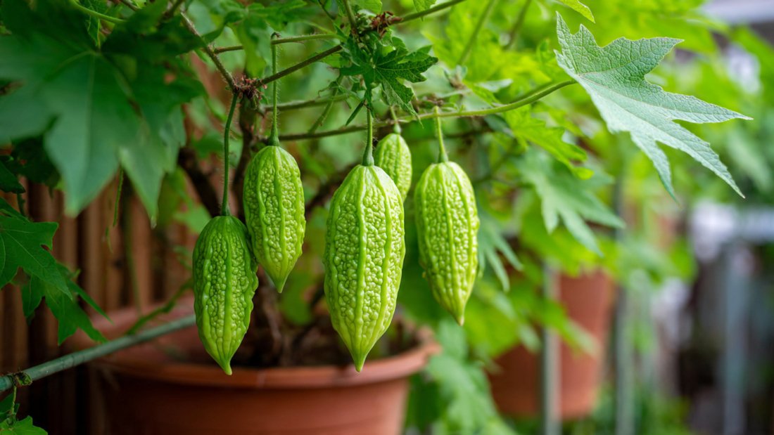 How to Grow Bitter Melon in a Paint Bucket Easily – High Yield Container Gardening Guide