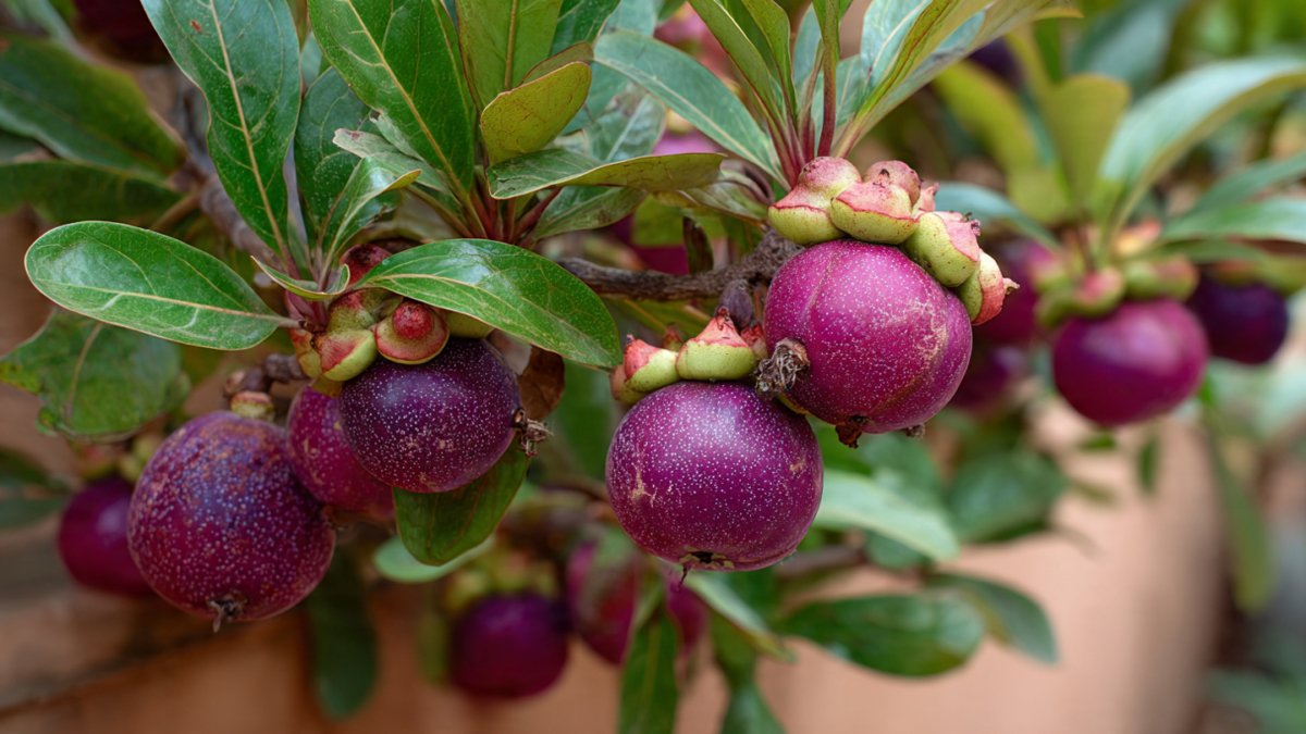 How to Successfully Grow a Thriving Curry Leaf Tree from a Mature Stem with Simple Steps and Essential Tips