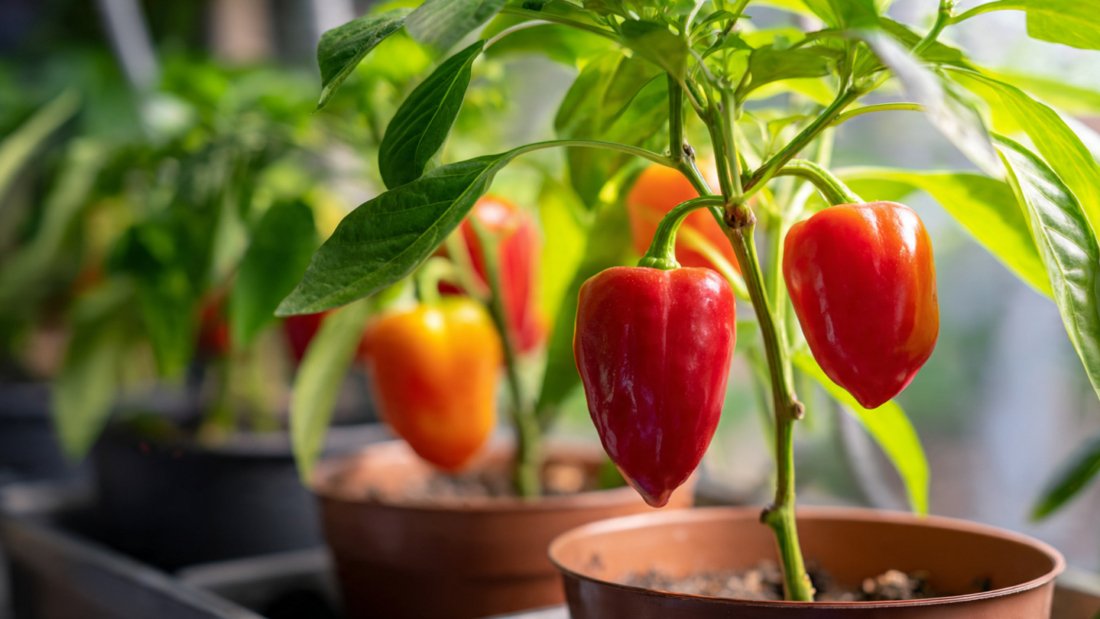 How to Grow Peppers Indoors for Fresh Harvests Year-Round at Home Successfully