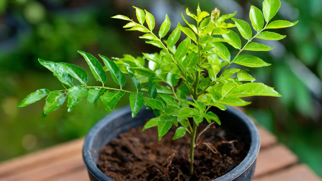 How to Successfully Grow a Thriving Curry Leaf Tree from a Mature Stem with Simple Steps and Essential Tips