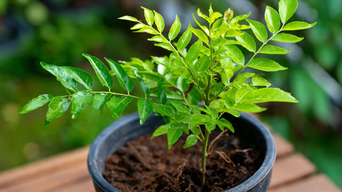 How to Successfully Grow a Thriving Curry Leaf Tree from a Mature Stem with Simple Steps and Essential Tips