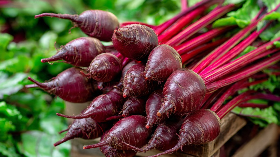 How to Successfully Grow Cylindrical Beetroot at Home for a Unique Vegetable Garden Experience