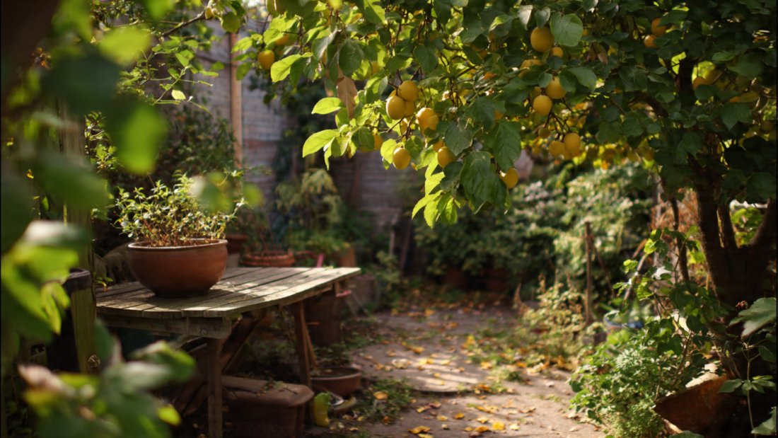 Does my landlord have the right to enter my garden to pick fruit ?