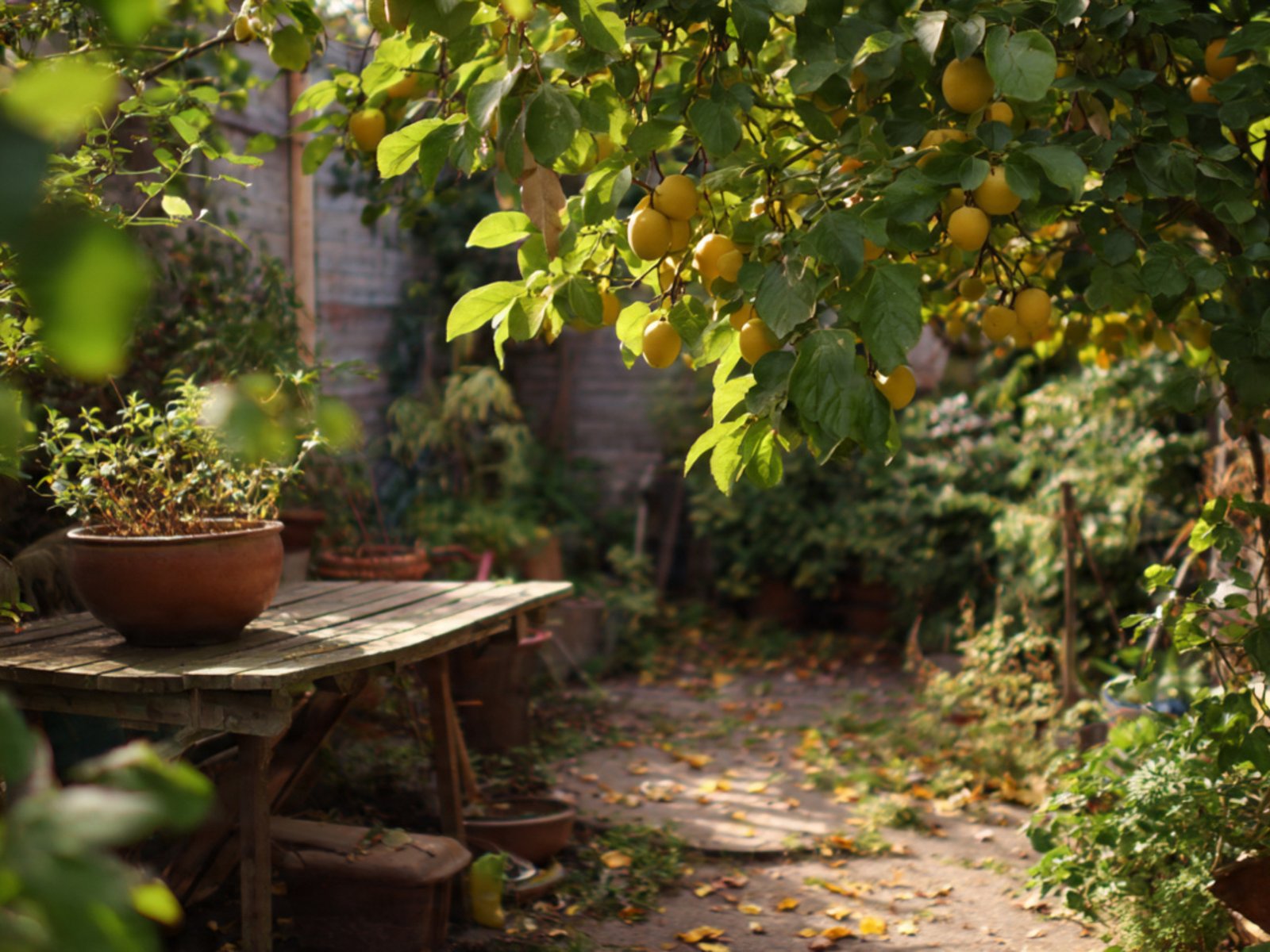 Does my landlord have the right to enter my garden to pick fruit ?