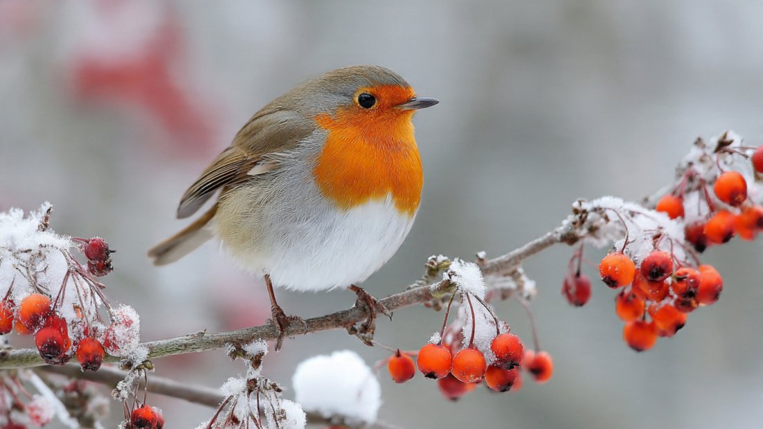 The one winter fruit that keeps robins coming back to your garden, according to birdwatchers