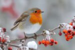 The one winter fruit that keeps robins coming back to your garden, according to birdwatchers