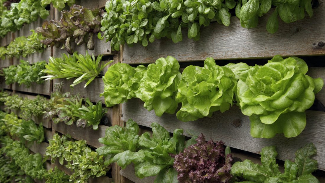 No Soil, No Space: Vertical Vegetable Growing Ideas Right at Home