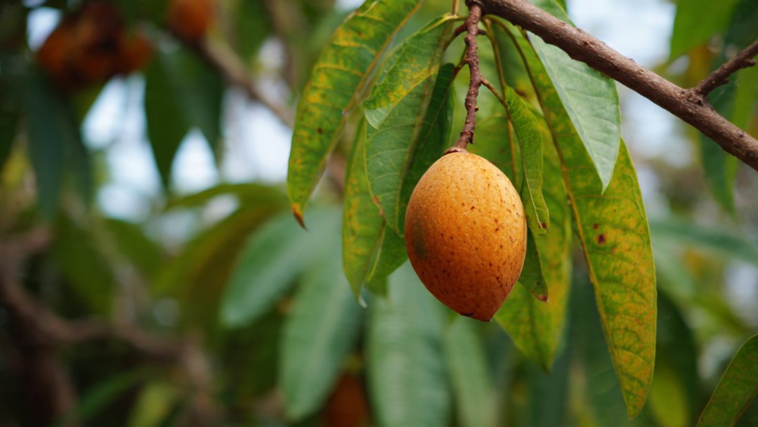 So You Want to Grow a Mamey Tree – Complete Beginner’s Guide to Success