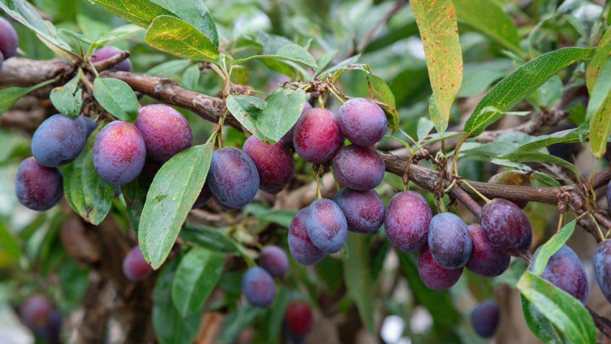 The New High-Yield Technique for Growing Java Plum Trees with Strong Growth and Uniform Fruiting